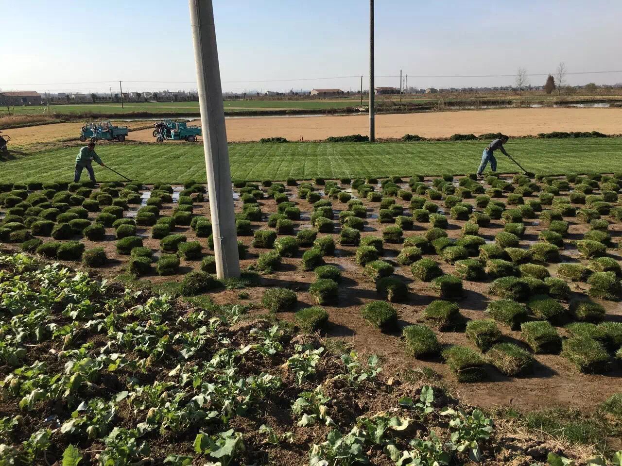 山东青青草坪种植基地黑麦草混播