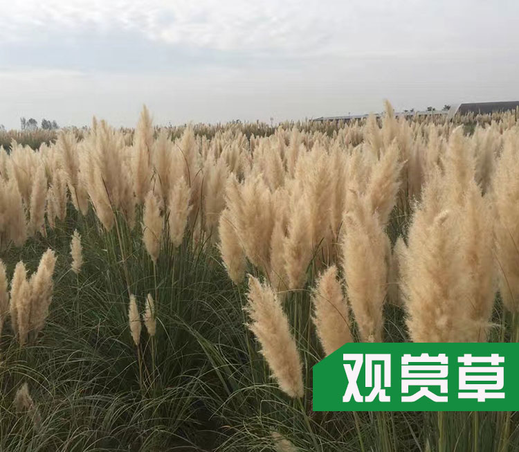 水生植物種植圖片/水生植物種植樣板圖 (1)