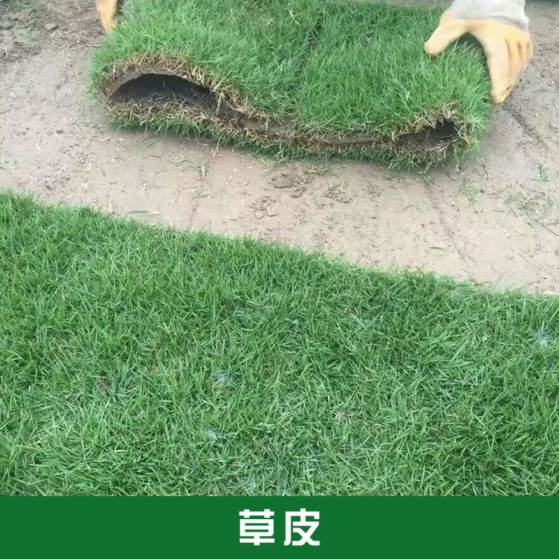 草皮圖片/草皮樣板圖 (1)