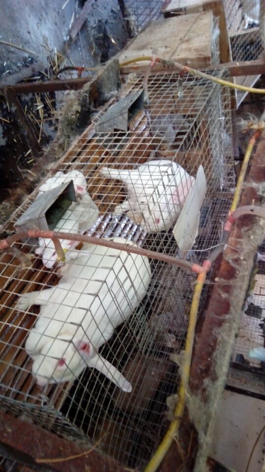 比利時(shí)圖片/比利時(shí)樣板圖 (3)