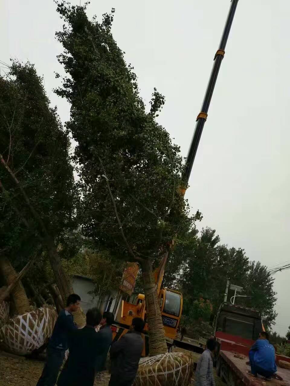 銀杏圖片/銀杏樣板圖 (3)