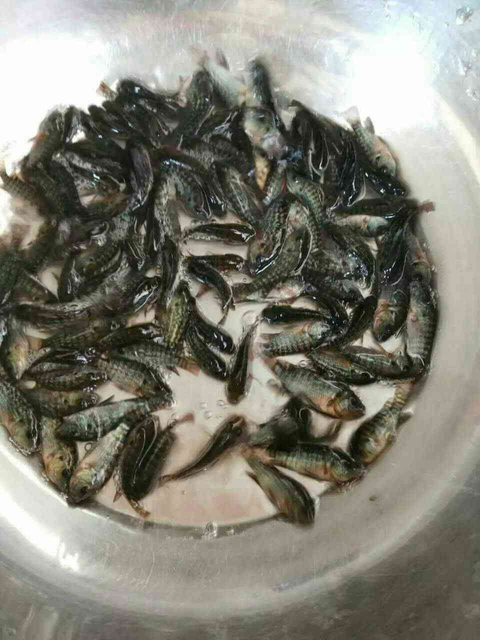 羅非魚苗圖片/羅非魚苗樣板圖 (1)