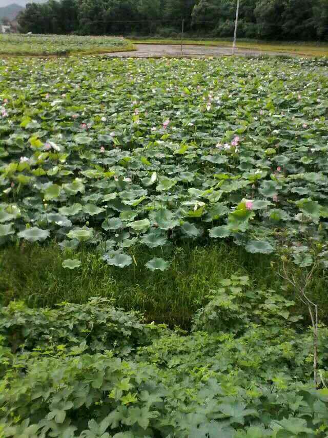 蓮子禮盒圖片/蓮子禮盒樣板圖 (4)