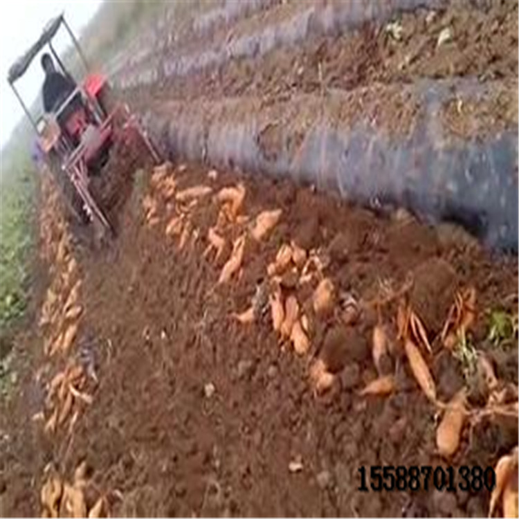 紅薯聯(lián)合收獲機地瓜收獲機圖片