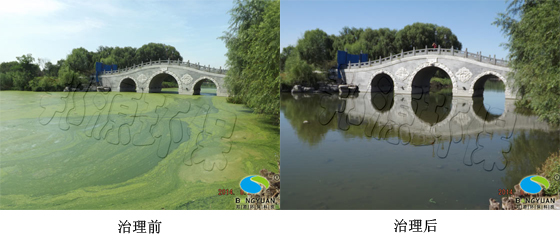 藍(lán)藻治理為什么刻不容緩? 藍(lán)藻生物治理