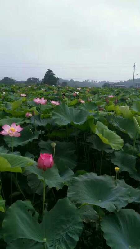 蓮子禮盒圖片/蓮子禮盒樣板圖 (2)