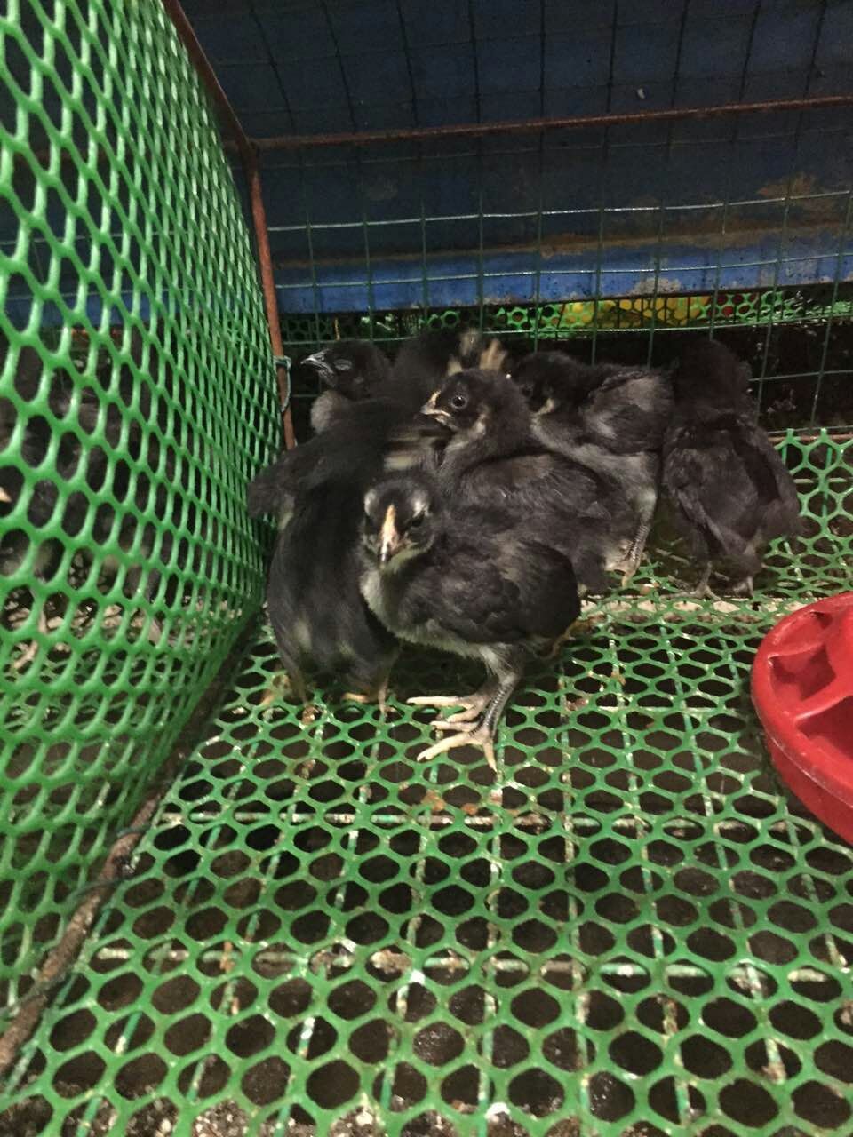 五黑雞圖片/五黑雞樣板圖 (2)