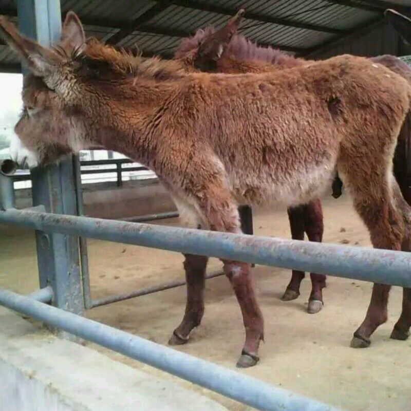 肉驢圖片/肉驢樣板圖 (3)