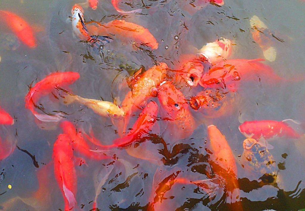 鯉魚(yú)苗圖片/鯉魚(yú)苗樣板圖 (2)
