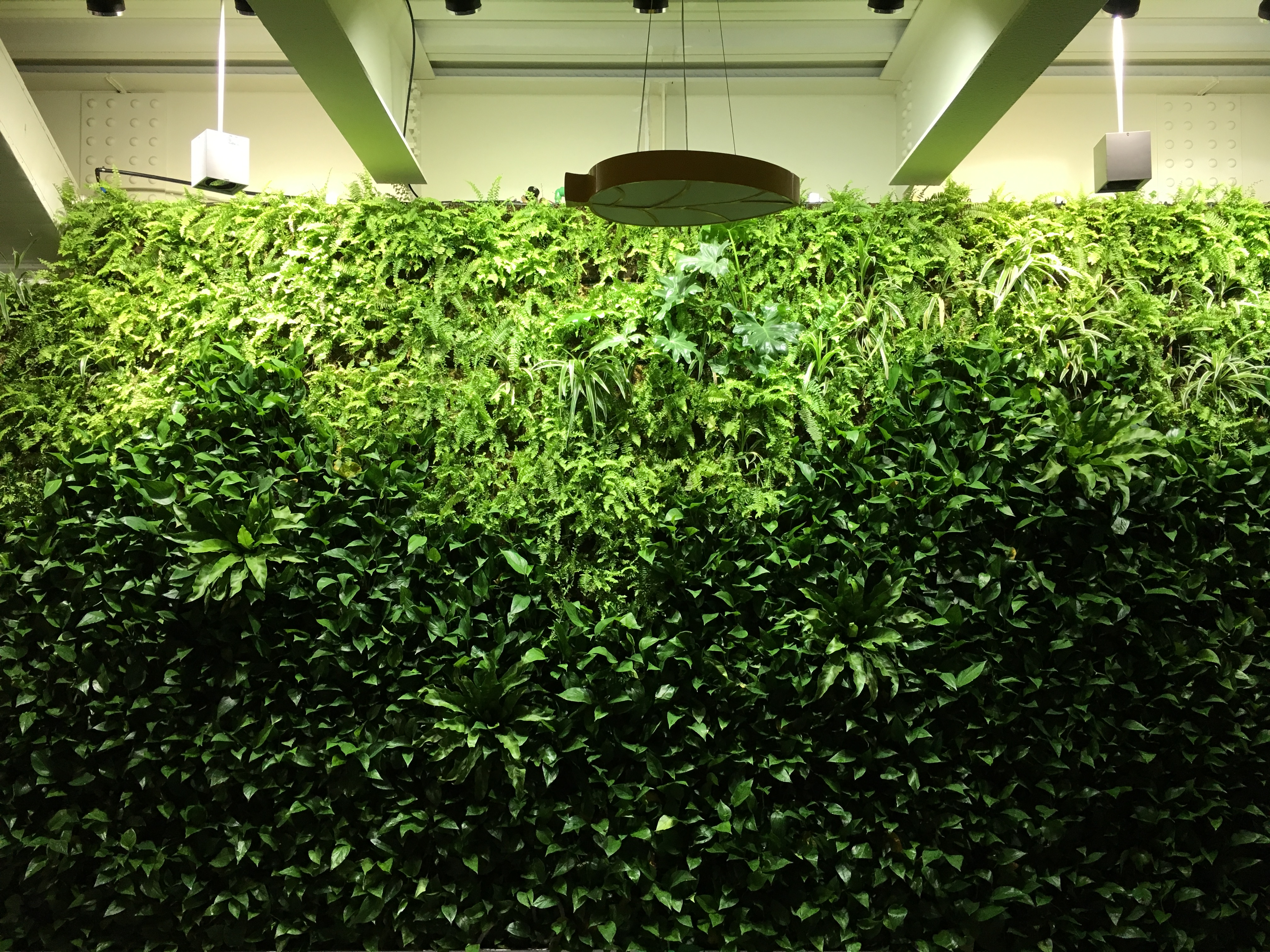 杭州植物圖片/杭州植物樣板圖 (3)