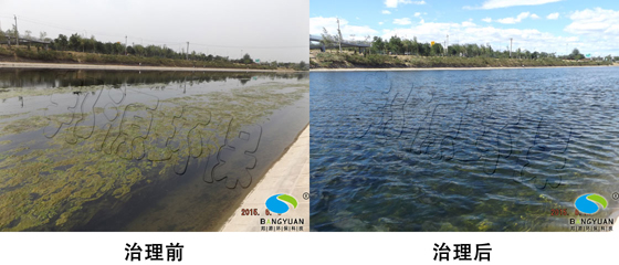 水綿治理的好幫手——生物治理技術(shù) 水綿生物治理