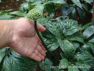 文山新葉鮮三七圖片/文山新葉鮮三七樣板圖 (2)