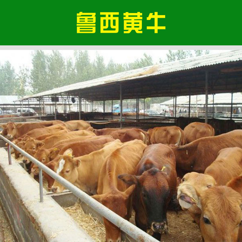 魯西黃牛圖片/魯西黃牛樣板圖 (4)