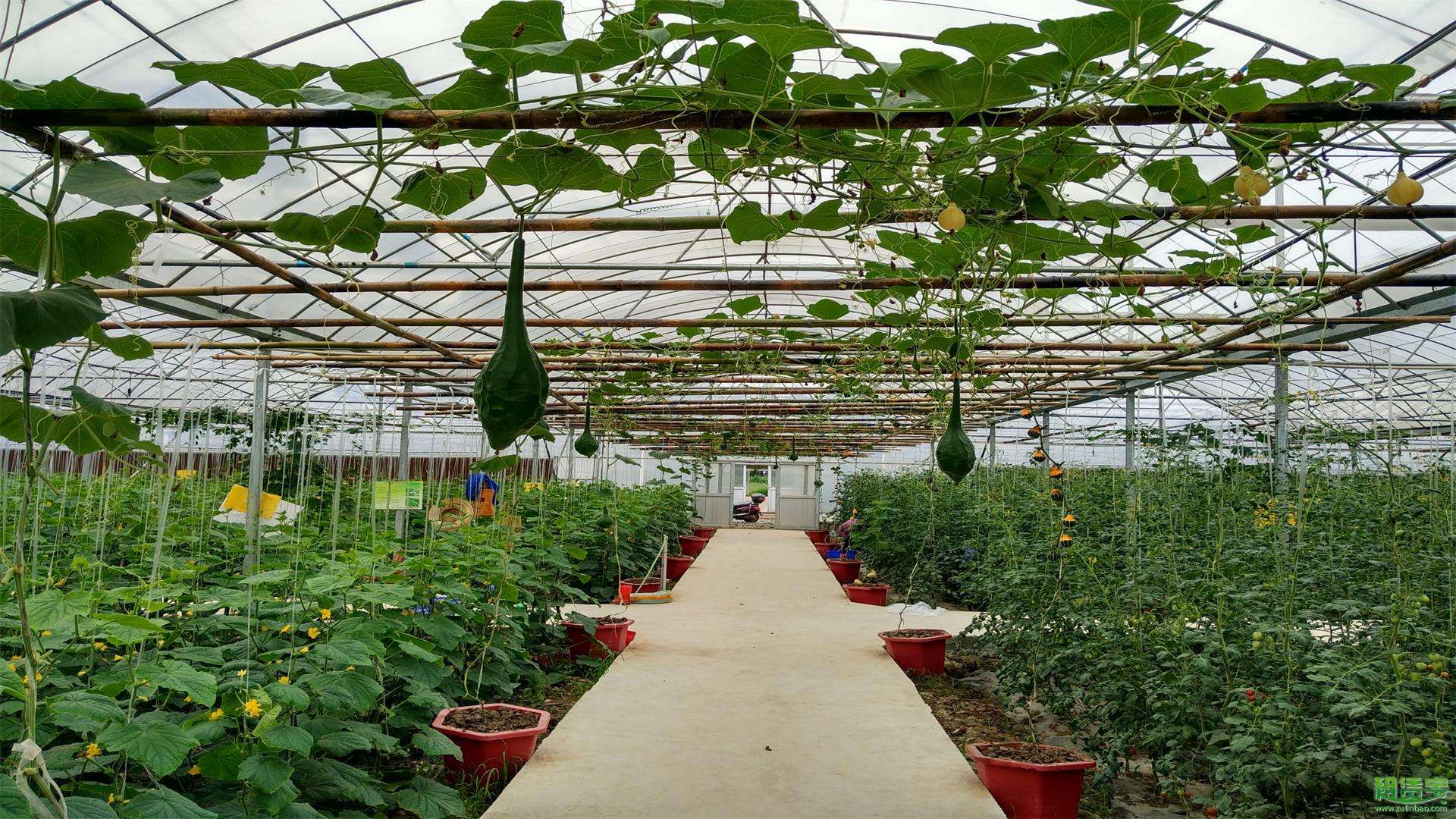 蔬菜大棚 蔬菜大棚廠家便宜