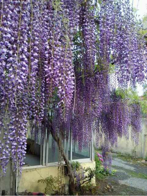 多花紫藤圖片/多花紫藤樣板圖 (4)