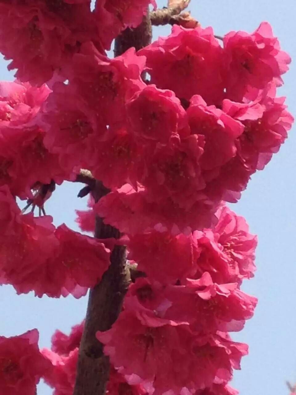 櫻花樹圖片/櫻花樹樣板圖 (3)