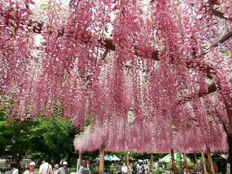 江西多花紫藤批發(fā)，江西多花紫藤報價，江西多花紫藤價格