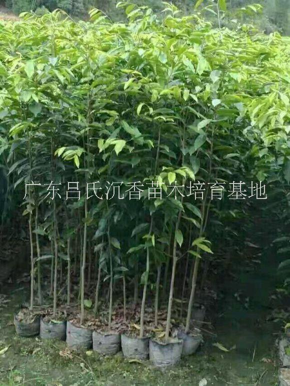 云南沉香樹(shù)苗多少錢(qián)一棵|云南沉香圖片/云南沉香樹(shù)苗多少錢(qián)一棵|云南沉香樣板圖 (4)
