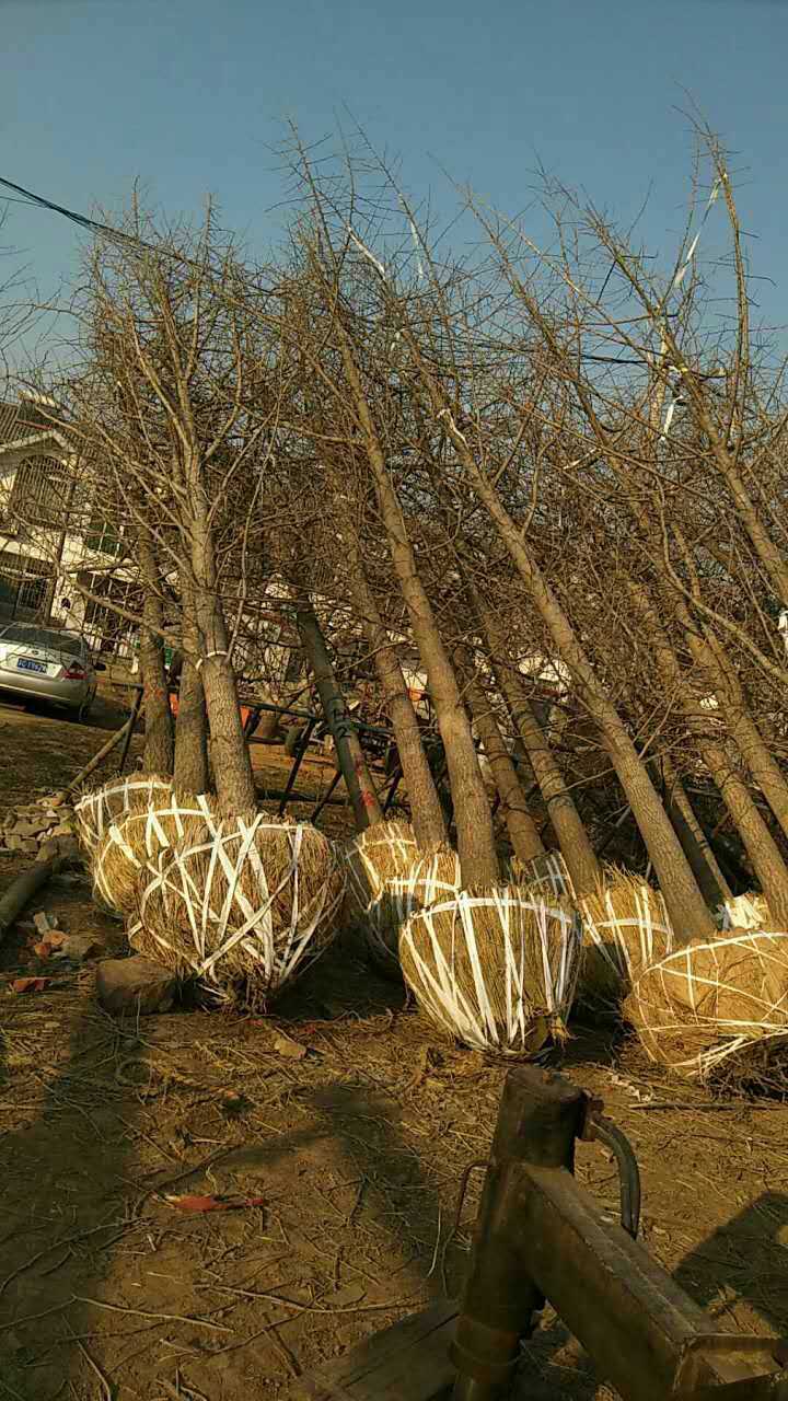 邳州銀杏苗木圖片/邳州銀杏苗木樣板圖 (1)