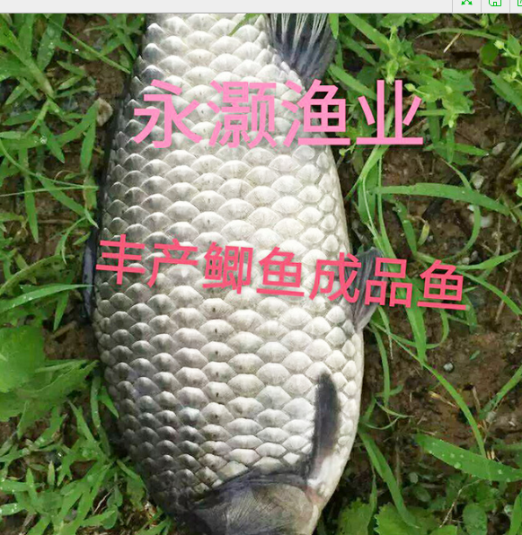 鯽魚苗圖片/鯽魚苗樣板圖 (3)