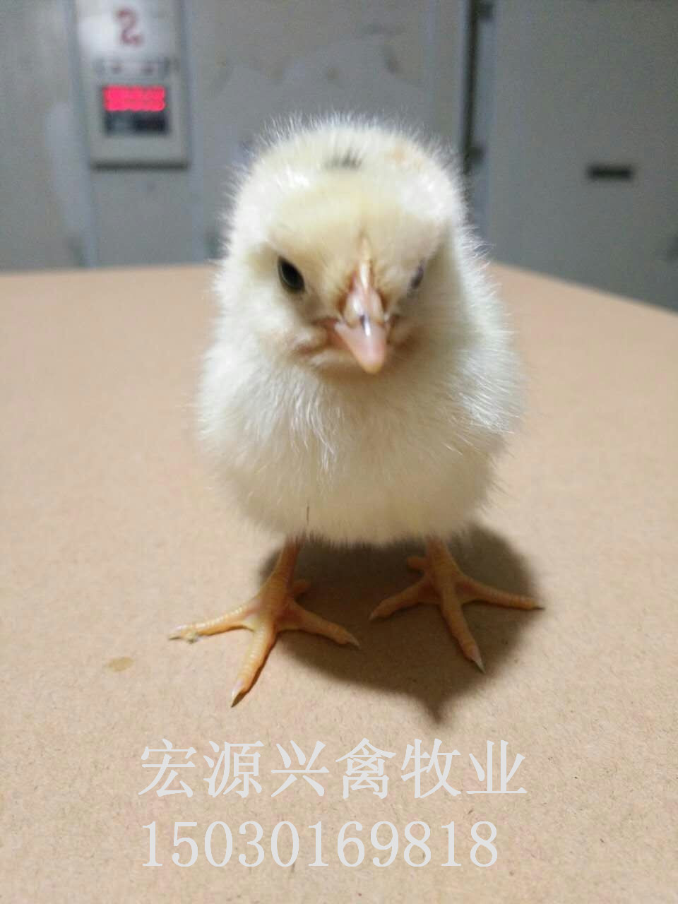 河北石家莊代蛋雞海蘭灰雞苗圖片