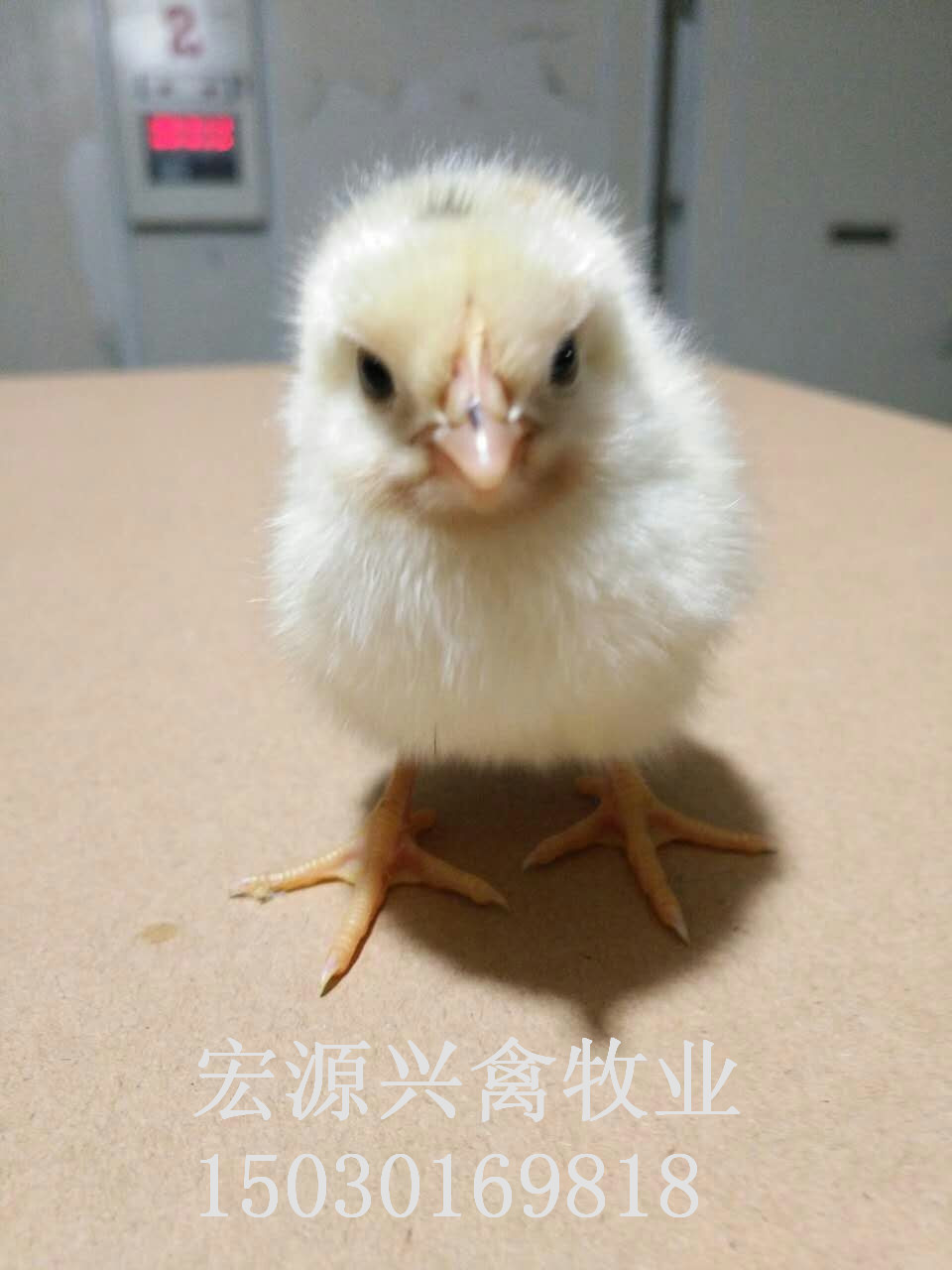 海蘭褐雞苗圖片/海蘭褐雞苗樣板圖 (3)