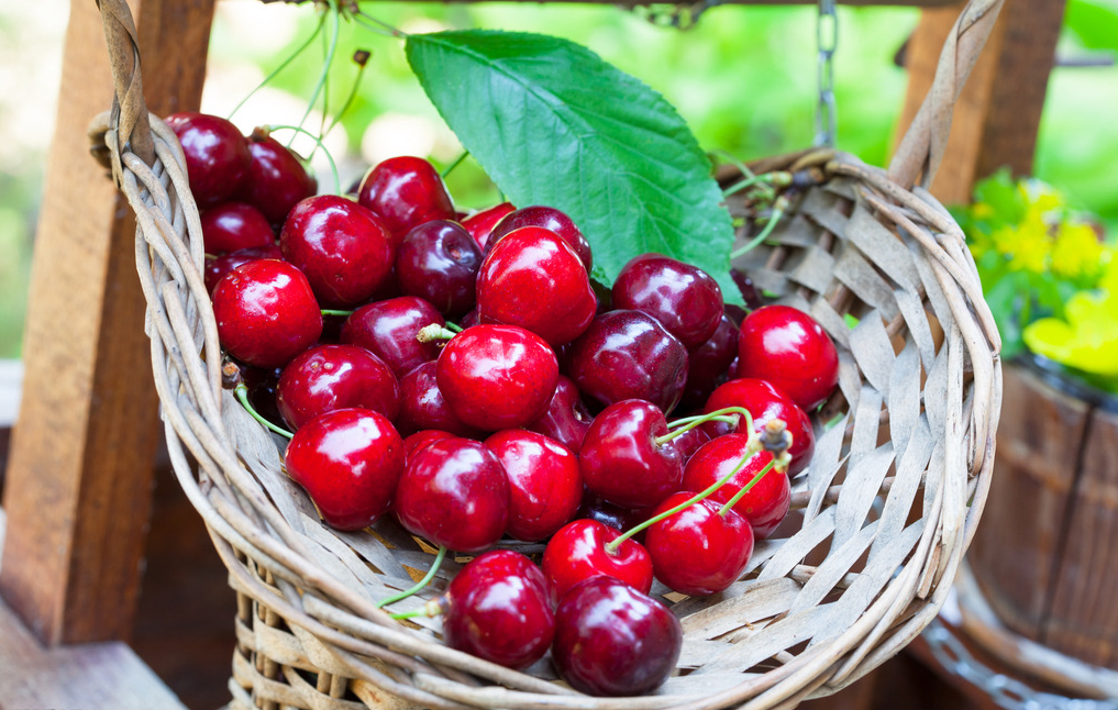 櫻桃供應(yīng)商、銷(xiāo)售櫻桃、櫻桃產(chǎn)地