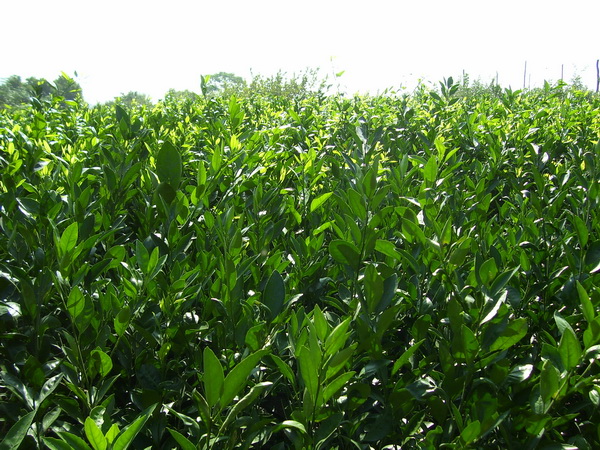 柑橘圖片/柑橘樣板圖 (4)