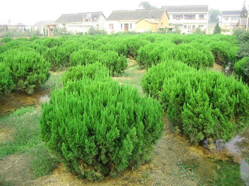 龍柏球供應(yīng)商、龍柏球產(chǎn)地、供應(yīng)龍柏球