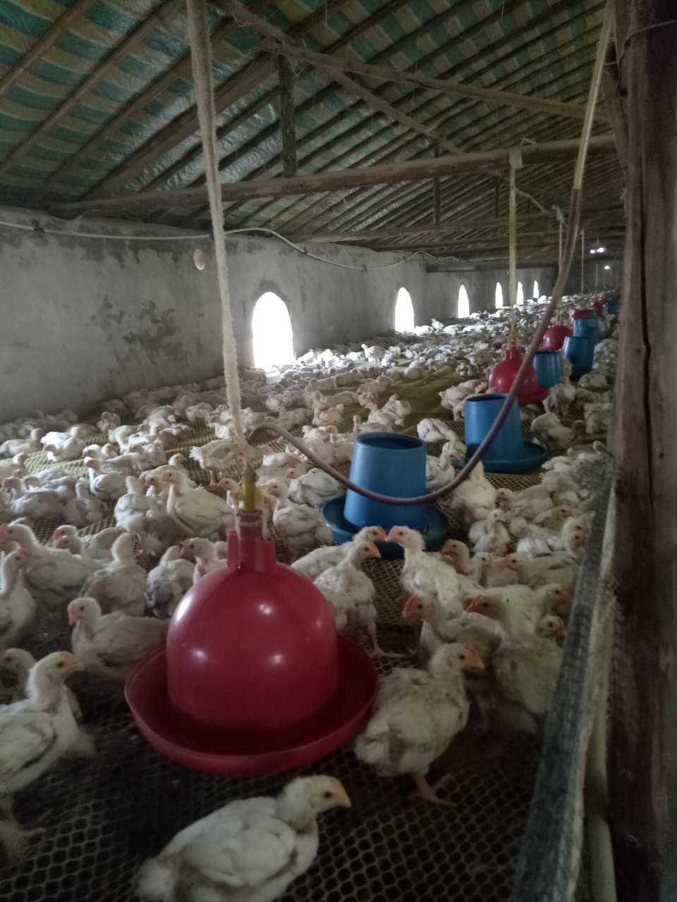 肉鴿子圖片/肉鴿子樣板圖 (2)