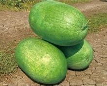 西瓜圖片/西瓜樣板圖 (3)