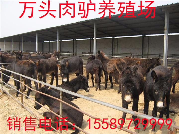 德州驢的基本飼養(yǎng)與管理技術(shù)圖片