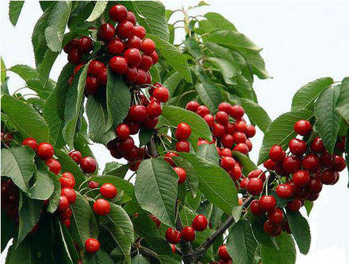 櫻桃樹苗圖片/櫻桃樹苗樣板圖 (2)