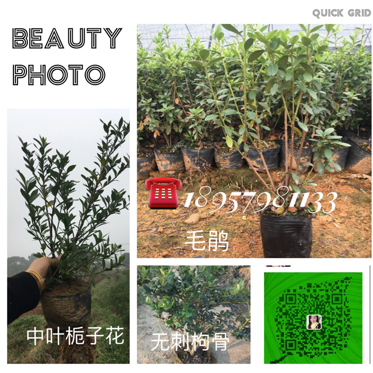 紅葉石楠圖片/紅葉石楠樣板圖 (4)