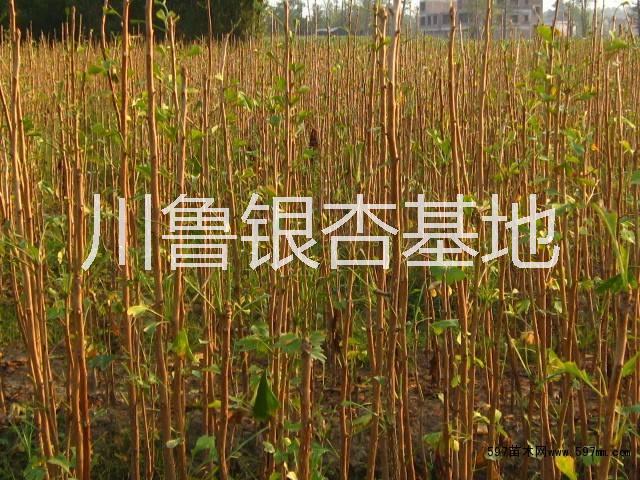 銀杏圖片/銀杏樣板圖 (1)