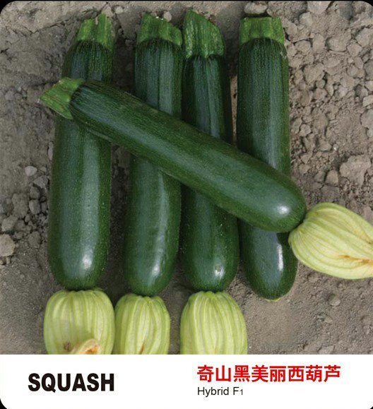 奇山黒美麗西葫蘆種子，盛琪種子公司銷售，黑色蔬菜種子批發(fā)
