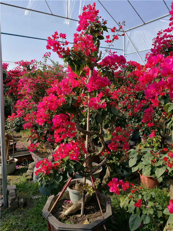 S型紅色花三角梅盆景圖片/S型紅色花三角梅盆景樣板圖 (2)