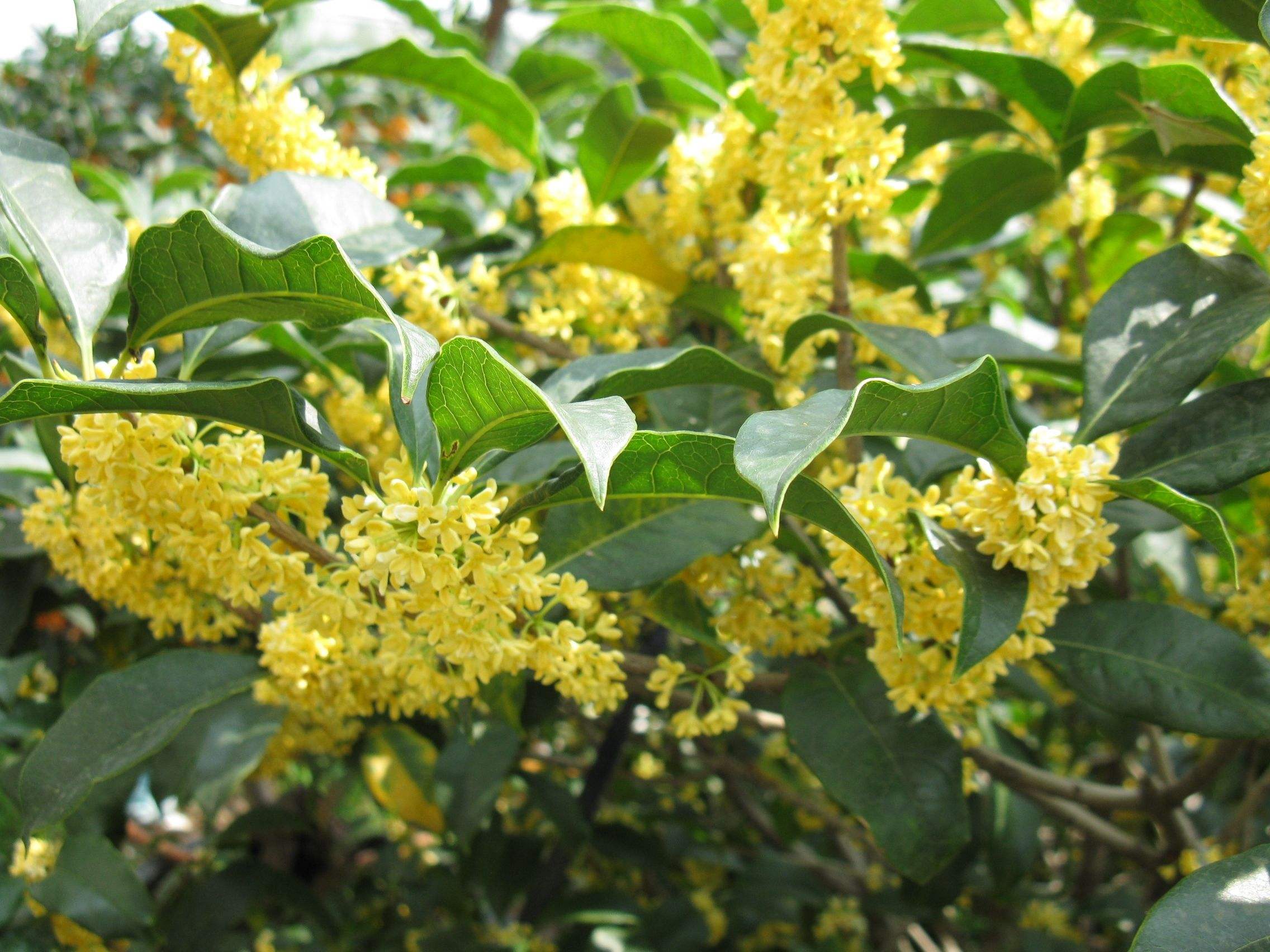 江苏桂花苗，江苏桂花苗批发价格，江苏桂花苗种植苗圃，江苏桂花苗培育基地，江苏桂花苗批发价格图片