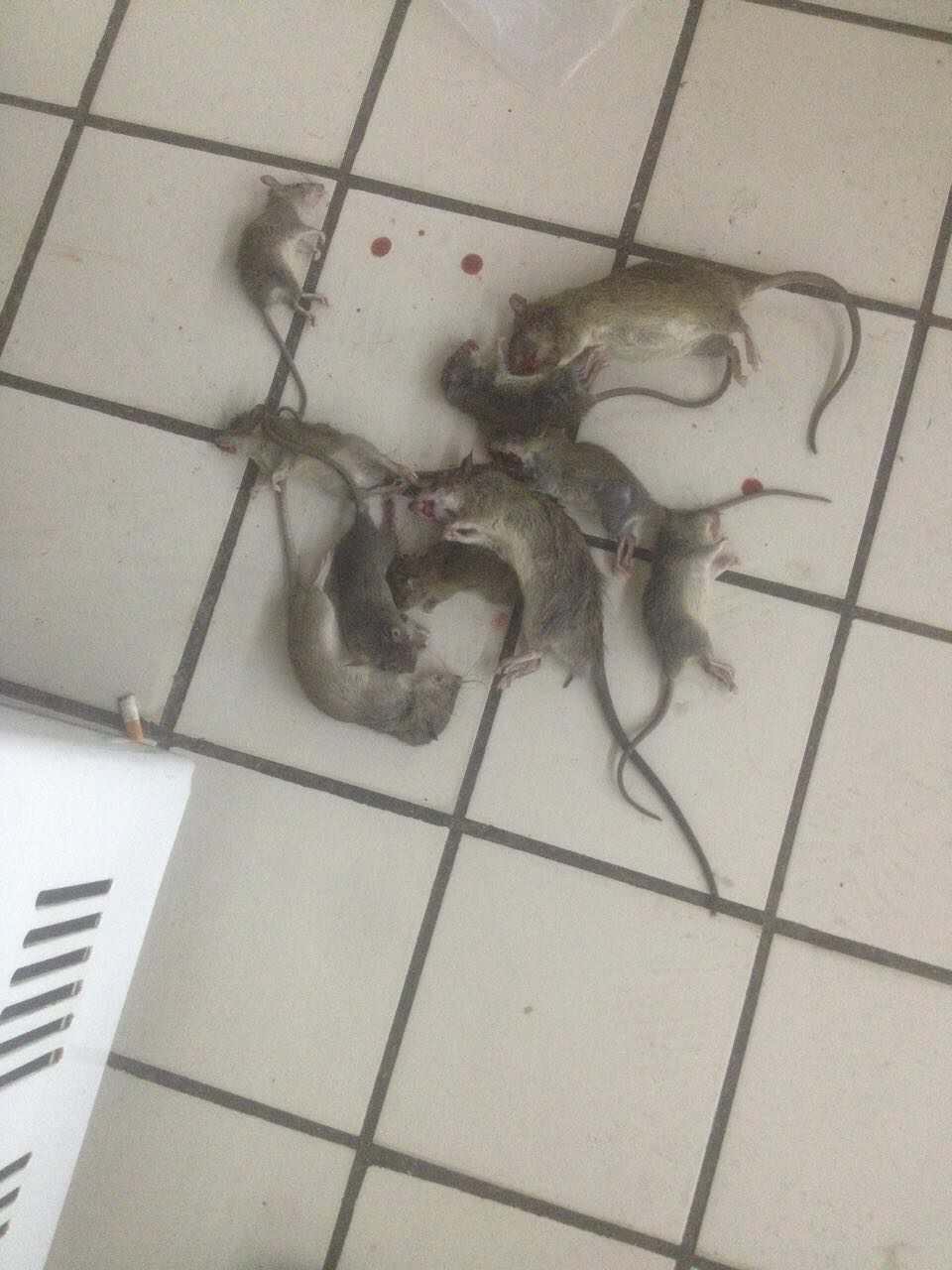 蒼蠅圖片/蒼蠅樣板圖 (3)