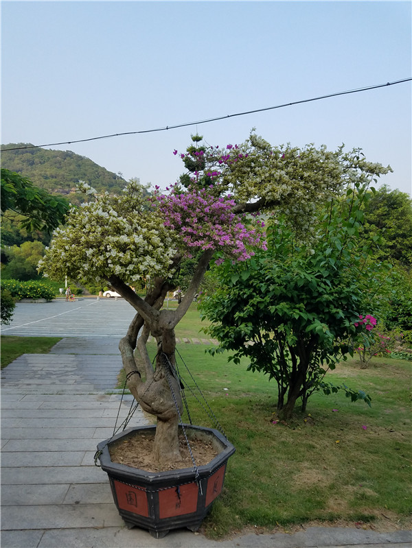 大规格杂色花三角梅盆景 叶子花 基地供应三角梅哪里买 三角梅盆景批发 三角梅盆景供应商 三角梅盆景厂家直销