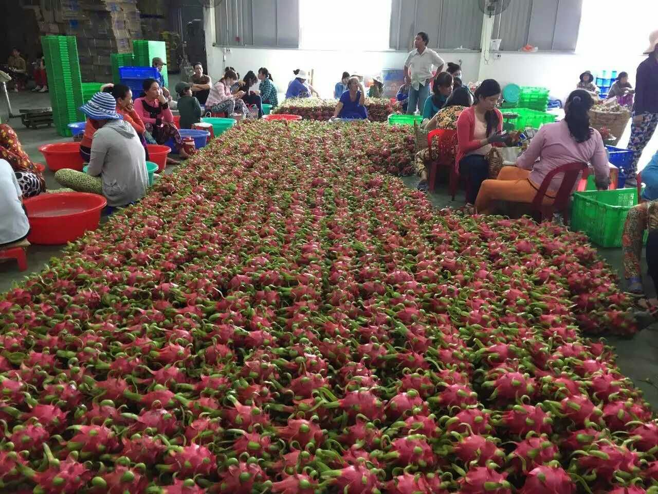 越南火龍果報價圖片