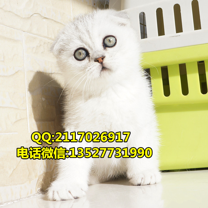 短毛貓圖片/短毛貓樣板圖 (4)