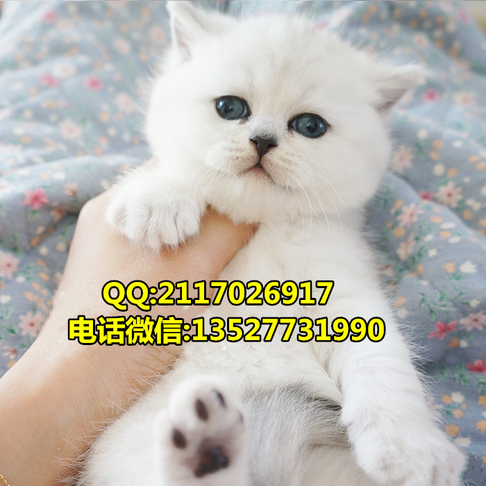 短毛貓圖片/短毛貓樣板圖 (3)