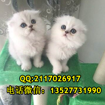 寵物貓圖片/寵物貓樣板圖 (4)