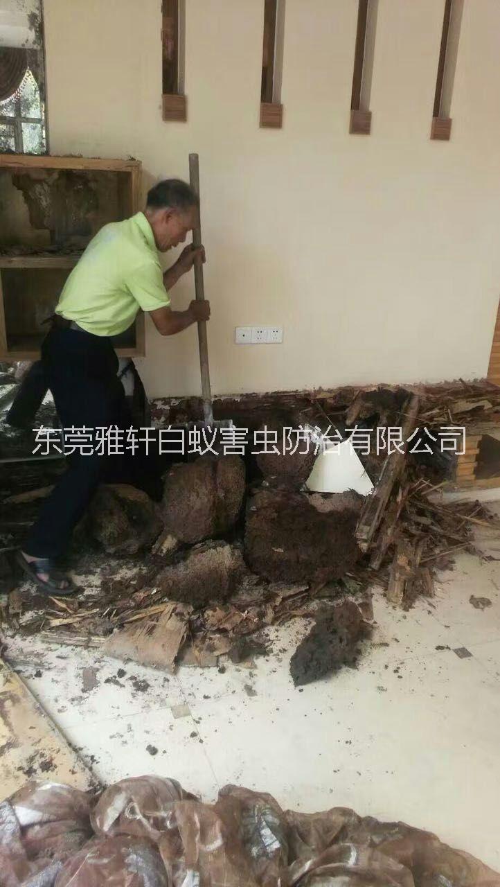 滅蟲圖片/滅蟲樣板圖 (3)