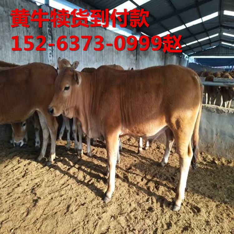 今日肉牛犊价格鲁西黄牛行情分析图片