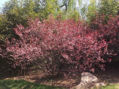 紫葉矮櫻圖片/紫葉矮櫻樣板圖 (3)