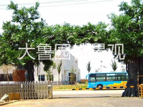 仿真樹圖片/仿真樹樣板圖 (4)