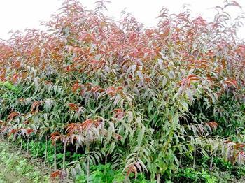 紅葉碧桃圖片/紅葉碧桃樣板圖 (3)