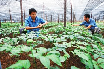 三七圖片/三七樣板圖 (2)